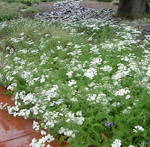 Ground Covers